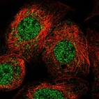 Immunofluorescent staining of human cell line A-431 shows localization to nucleoplasm & cytosol.