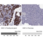 Anti-AAK1 Antibody