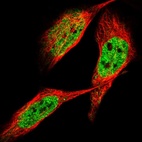 Immunofluorescent staining of human cell line U-2 OS shows localization to nucleoplasm.