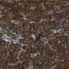 Immunohistochemical staining of human pancreas shows strong cytoplasmic positivity in exocrine glandular cells.