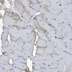 Immunohistochemical staining of human skeletal muscle shows very weak positivity in myocytes as expected.