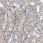 Anti-NUP93 Antibody