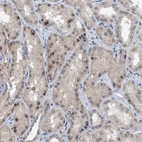 Anti-NUP93 Antibody