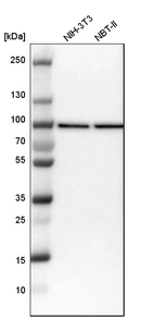 Western blot analysis in mouse cell line NIH-3T3 and rat cell line NBT-II.