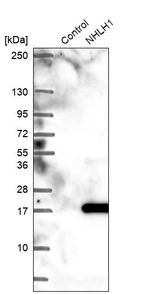Anti-NHLH1 Antibody
