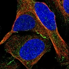 Immunofluorescent staining of human cell line U-2 OS shows localization to cell junctions & vesicles.