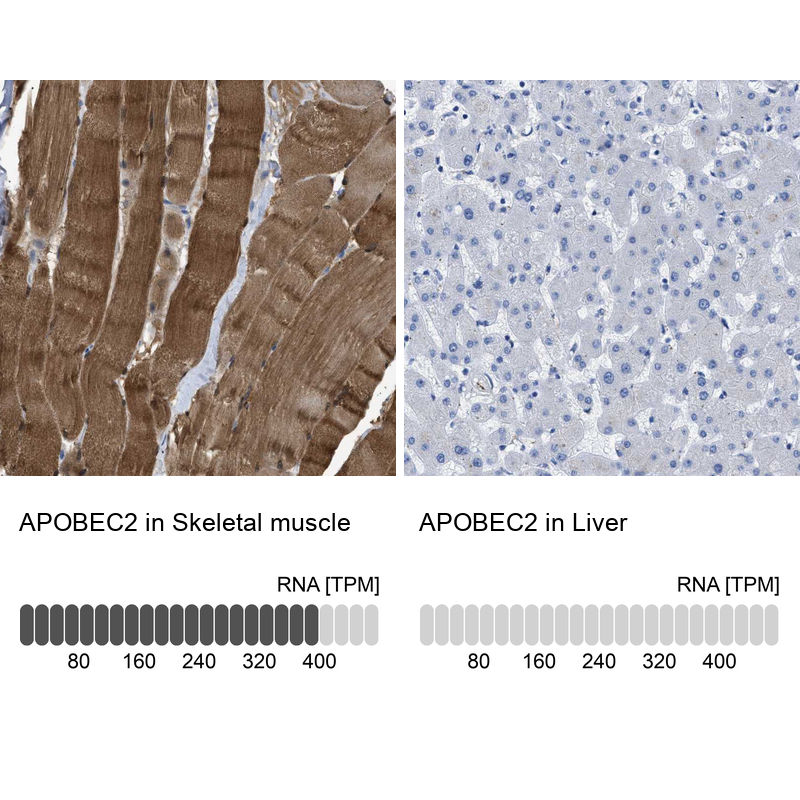 Anti-APOBEC2 Antibody