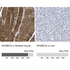 Anti-APOBEC2 Antibody