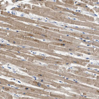 Anti-APOBEC2 Antibody