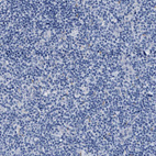 Anti-APOBEC2 Antibody