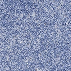 Immunohistochemical staining of human tonsil shows no positivity in non-germinal center cells as expected.