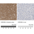 Anti-CORO2B Antibody