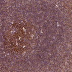 Anti-LSM14A Antibody