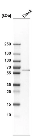 Western blot analysis in human cell line Daudi.