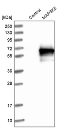 Western blot analysis in control (vector only transfected HEK293T lysate) and MAP3K8 over-expression lysate (Co-expressed with a C-terminal myc-DDK tag (~3.1 kDa) in mammalian HEK293T cells, LY401593).