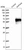 Anti-MAP3K8 Antibody