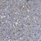 Immunohistochemical staining of human liver shows low expression as expected.