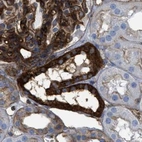 Immunohistochemical staining of human kidney using Anti-HIP1 antibody HPA017964.