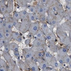Immunohistochemical staining of human liver using Anti-HIP1 antibody HPA017964.