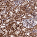 Anti-PLEKHG2 Antibody