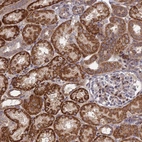 Anti-PLEKHG2 Antibody