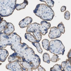 Immunohistochemical staining of human placenta shows moderate membranous positivity in trophoblastic cells.