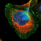 Immunofluorescent staining of human cell line U-2 OS shows localization to nucleus, plasma membrane & cytosol.