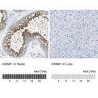 Anti-SPAM1 Antibody