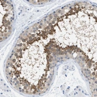 Immunohistochemical staining of human testis shows moderate membranous/cytoplasmic positivity in cells in seminiferous ducts.
