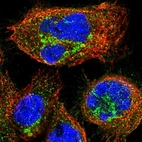 Immunofluorescent staining of human cell line A-431 shows localization to the Golgi apparatus & vesicles.
