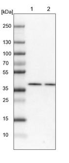 Lane 1: NIH-3T3 cell lysate (Mouse embryonic fibroblast cells)_br/_Lane 2: NBT-II cell lysate (Rat Wistar bladder tumour cells)