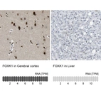 Anti-FOXK1 Antibody