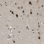 Immunohistochemical staining of human cerebral cortex shows moderate to strong nuclear positivity in neurons.
