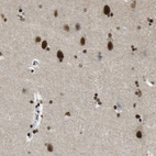 Immunohistochemical staining of human cerebral cortex shows moderate to strong nuclear positivity in neurons.