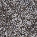 Immunohistochemical staining of human lymph node shows moderate to strong nuclear positivity in non-germinal center cells.