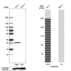 Western blot analysis in human cell lines PC-3 and MCF-7 using Anti-SIGMAR1 antibody. Corresponding SIGMAR1 RNA-seq data are presented for the same cell lines. Loading control: Anti-PPIB.