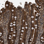 Anti-DNAJC28 Antibody