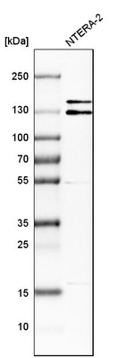 Western blot analysis in human cell line NTERA-2.