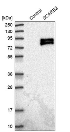 Western blot analysis in control (vector only transfected HEK293T lysate) and SCARB2 over-expression lysate (Co-expressed with a C-terminal myc-DDK tag (~3.1 kDa) in mammalian HEK293T cells, LY401685).