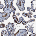 Immunohistochemical staining of human placenta shows strong positivity in extracellular matrix in trophoblastic cells.