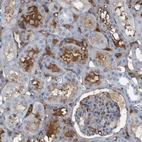 Immunohistochemical staining of human kidney shows strong positivity in extracellular matrix in cells in tubules.