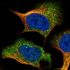 Immunofluorescent staining of human cell line U-2 OS shows localization to cytosol.