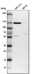 Anti-CCDC186 Antibody