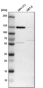 Western blot analysis in mouse cell line NIH-3T3 and rat cell line NBT-II.