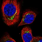 Immunofluorescent staining of human cell line A-431 shows localization to the Golgi apparatus.