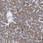 Anti-GPR149 Antibody