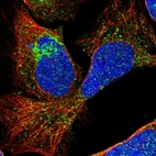 Immunofluorescent staining of human cell line U-2 OS shows localization to cytosol & the Golgi apparatus.