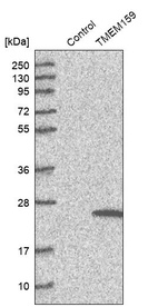 Western blot analysis in control (vector only transfected HEK293T lysate) and TMEM159 over-expression lysate (Co-expressed with a C-terminal myc-DDK tag (~3.1 kDa) in mammalian HEK293T cells, LY412473).