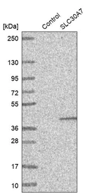 Western blot analysis in control (vector only transfected HEK293T lysate) and SLC30A7 over-expression lysate (Co-expressed with a C-terminal myc-DDK tag (~3.1 kDa) in mammalian HEK293T cells, LY408825).