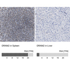 Anti-DRAM2 Antibody